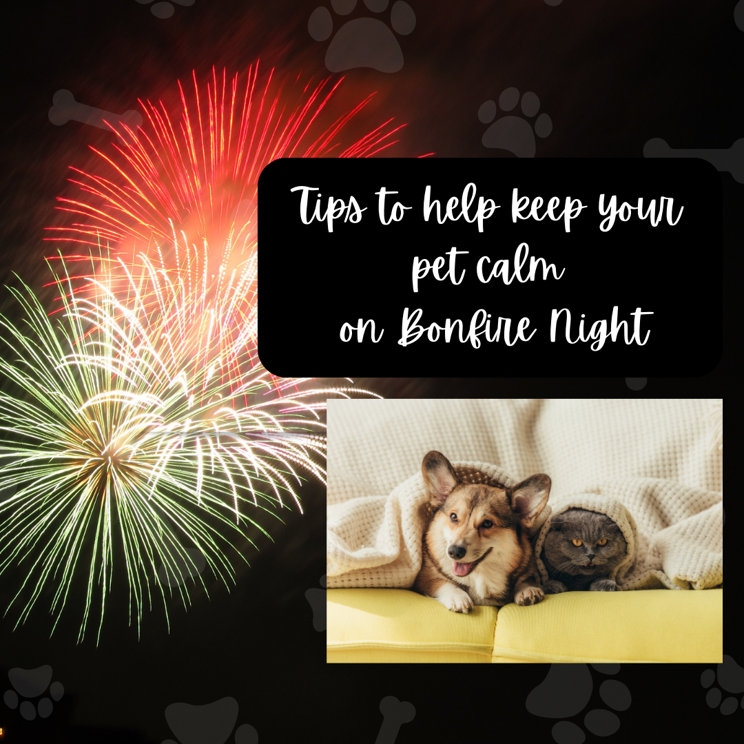 Tips to help keep your pet calm on Bonfire Night 