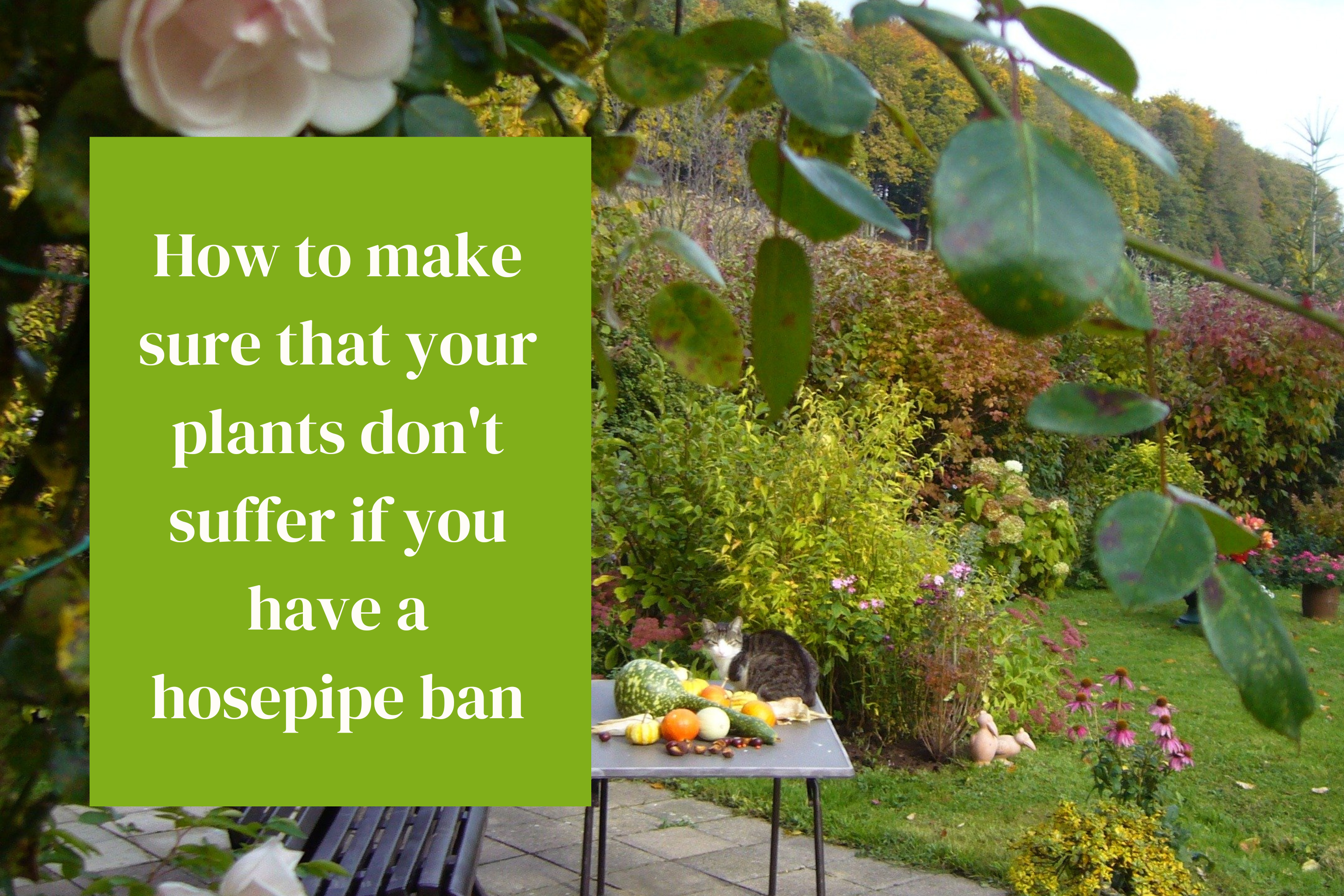 How to make sure that your plants don’t suffer if you have a hosepipe ban